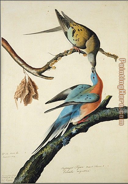 John James Audubon Passenger Pigeon